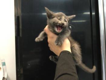 ELLA -  Domestic Short Hair Cat for Adoption in Thousand Palms, California - ELLA | PetCurious