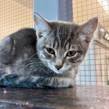 Cadi 26-07-012 -  Domestic Short Hair Cat for Adoption in Bastrop, Texas - Cadi 26-07-012 | PetCurious