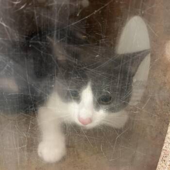 Luke -  Domestic Short Hair Cat for Adoption in Philadelphia, Pennsylvania - Luke | PetCurious