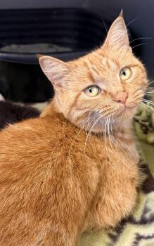 Rescue Domestic Short Hair Cats for Adoption in Midland, Michigan - Capri | PetCurious