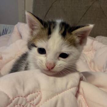 Domestic Short Hair Cats Available for Adoption in Oklahoma City, Oklahoma - Milo F-21595 | PetCurious