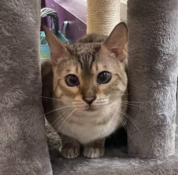 Rescue Bengal Cats for Adoption in Chicago, Illinois - Käthe | PetCurious