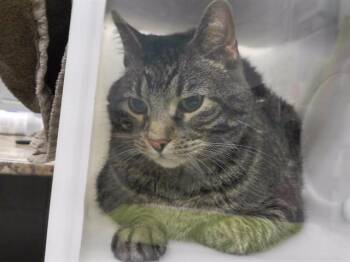 Domestic Short Hair Cats Available for Adoption in Omaha, Nebraska - MARVIN | PetCurious