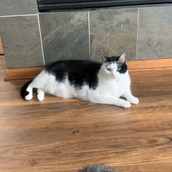 Tux -  Domestic Short Hair Cat for Adoption in Farmington, Minnesota - Tux | PetCurious