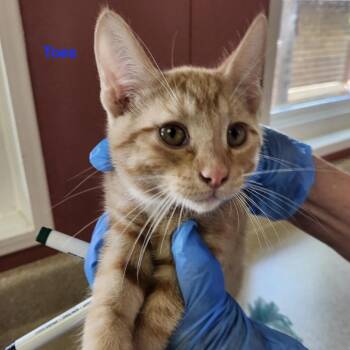 Toes -  Domestic Short Hair Cat for Adoption in Lakewood, Colorado - Toes | PetCurious