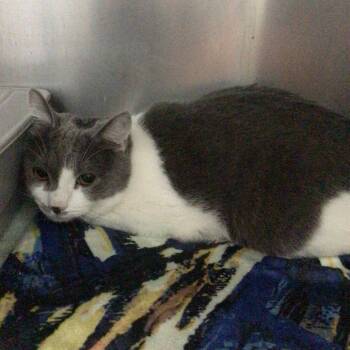 Domestic Short Hair Cats Available for Adoption - Apollo | PetCurious