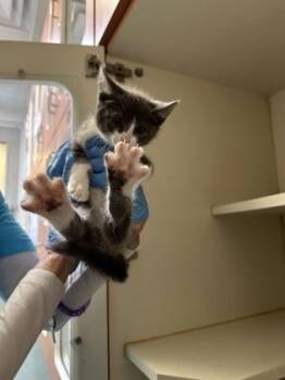 Domestic Short Hair Cats Available for Adoption in Fairfax, Virginia - Lima | PetCurious
