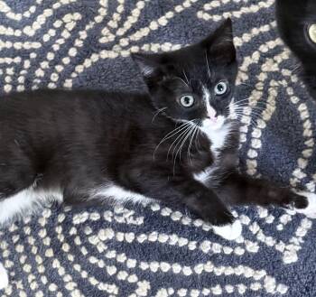 Peony -  Domestic Short Hair Cat Available for Adoption in Harrison, New York - Peony | PetCurious