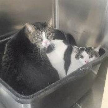 Rescue Tabby Cats for Adoption in Henderson, Nevada - SIMON | PetCurious