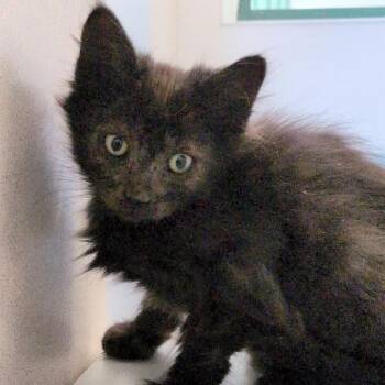 Narwhal -  Domestic Medium Hair Cat for Adoption in Reno, Nevada - Narwhal | PetCurious