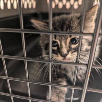 Cowboy Boots -  Domestic Medium Hair Cat for Adoption in Charlottesville, Virginia - Cowboy Boots | PetCurious