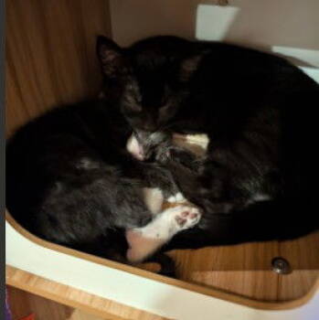 Rescue Domestic Short Hair Cats for Adoption in Tacoma, Washington - Tyler | PetCurious