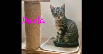 Darla -  Domestic Short Hair Cat for Adoption in Chalfont, Pennsylvania - Darla | PetCurious