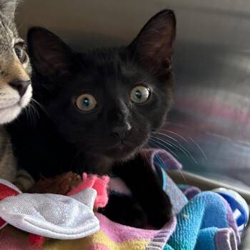 Ricky -  Domestic Short Hair Cat for Adoption in Pittsburgh, Pennsylvania - Ricky | PetCurious