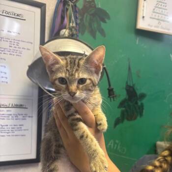 Alibi -  Domestic Short Hair Cat for Adoption in Hinesville, Georgia - Alibi | PetCurious