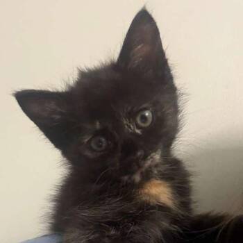 Cake Pop -  Domestic Short Hair Cat Available for Adoption in Winchester, Virginia - Cake Pop | PetCurious