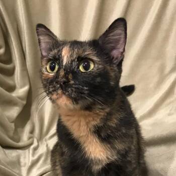 Maple -  Domestic Short Hair Cat for Adoption in Smithville, Tennessee - Maple | PetCurious