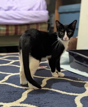 Juliette- Your New Best Friend -  American Shorthair Cat for Adoption in Stamford, Connecticut - Juliette- Your New Best Friend | PetCurious