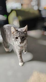 Domestic Short Hair Cats Available for Adoption in Warren, Ohio - Smokey Bonded With Shadow  | PetCurious