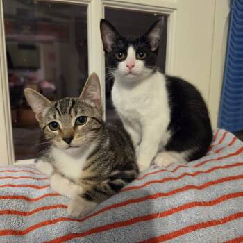 Domestic Short Hair and American Shorthair Cats Available for Adoption in Houston, Texas - Sapphire | PetCurious