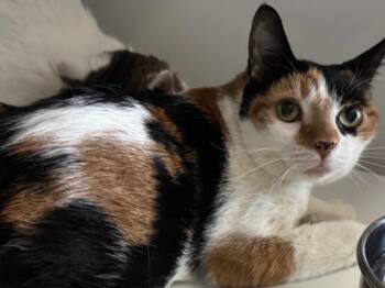 Domestic Short Hair Cats Available for Adoption - Sasha | PetCurious