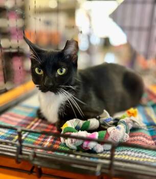 Carissa -  Domestic Short Hair Cat for Adoption in Cumming, Georgia - Carissa | PetCurious