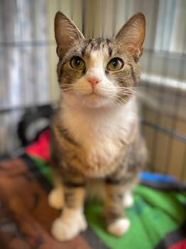 Fizz -  Domestic Short Hair Cat for Adoption in Duxbury, Massachusetts - Fizz | PetCurious