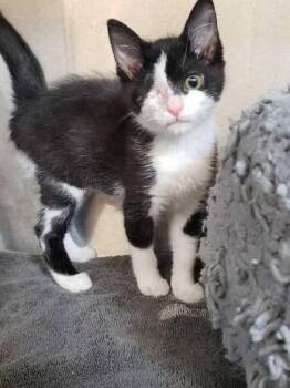 Phoebe -  Domestic Short Hair Cat for Adoption in Lafayette, Indiana - Phoebe | PetCurious