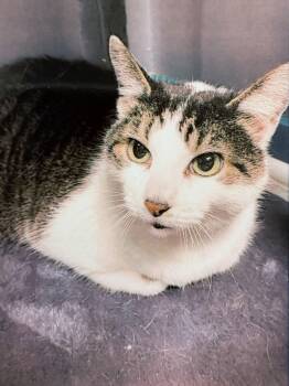 Domestic Medium Hair Cats Available for Adoption - Derp | PetCurious