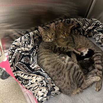 Pisces -  Domestic Short Hair Cat for Adoption - Pisces | PetCurious