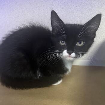 Moo Moo -  Domestic Short Hair Cat for Adoption in New York, New York - Moo Moo | PetCurious
