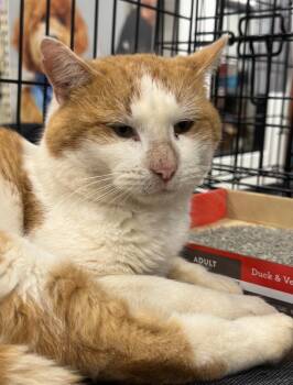 Rescue Domestic Short Hair Cats for Adoption in Augusta, Georgia - Garfield | PetCurious