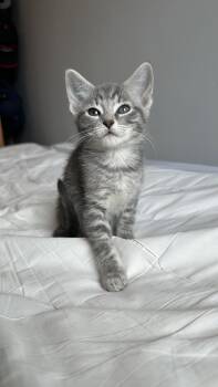 Mouse -  Domestic Medium Hair Cat for Adoption in Crystal Lake, Illinois - Mouse | PetCurious