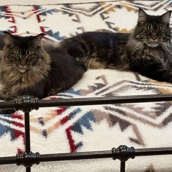 Abby -  Maine Coon Cat for Adoption in Los Angeles, California - Abby | PetCurious