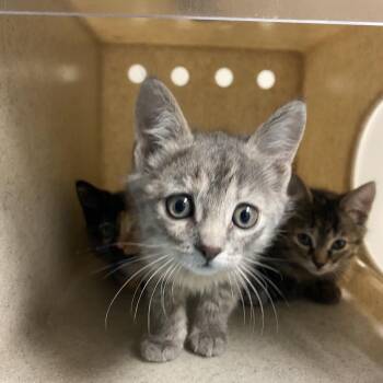 Concrete -  Domestic Short Hair Cat for Adoption in Reno, Nevada - Concrete | PetCurious