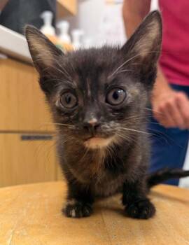 Louise -  Domestic Short Hair Cat for Adoption in Hartsville, South Carolina - Louise | PetCurious