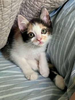Scoot (bonded with Boogie) -  Domestic Short Hair Cat for Adoption in Sandy Springs, Georgia - Scoot (bonded With Boogie) | PetCurious