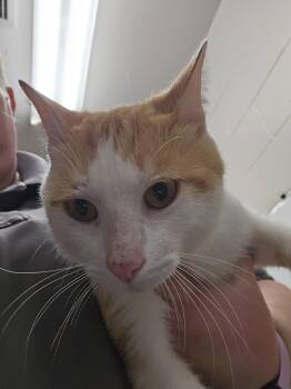 Jed Dye -  Domestic Short Hair Cat for Adoption in Burlington, Iowa - Jed Dye | PetCurious
