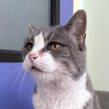 Domestic Short Hair Cats Available for Adoption in Richmond, Virginia - Piglet | PetCurious