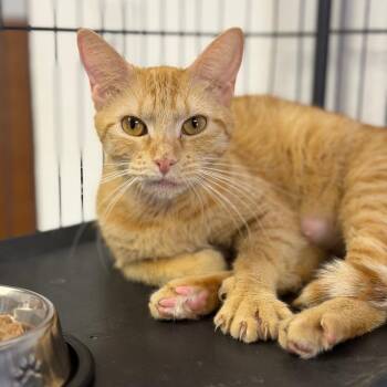 Orange Blossom -  Domestic Short Hair Cat for Adoption in Fort Smith, Arkansas - Orange Blossom | PetCurious