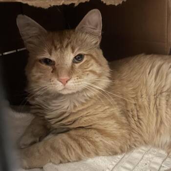 Gingersnap -  Domestic Medium Hair Cat for Adoption in Salt Lake City, Utah - Gingersnap | PetCurious