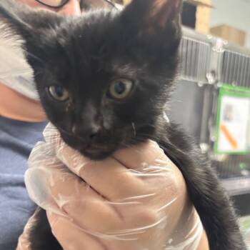 Domestic Short Hair Cats Available for Adoption in Taos, New Mexico - Bird Dog | PetCurious