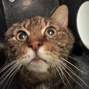 Camel -  Domestic Medium Hair Cat for Adoption in Winston-salem, North Carolina - Camel | PetCurious