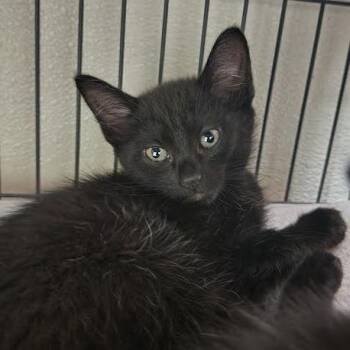 Domestic Short Hair Cats Available for Adoption in Columbus, North Carolina - Adeline | PetCurious