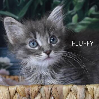 Fluffy -  Domestic Short Hair Cat for Adoption in Yuma, Arizona - Fluffy | PetCurious
