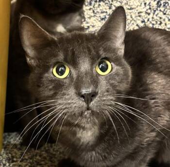 Bizzy -  Domestic Short Hair Cat for Adoption in Golden, Colorado - Bizzy | PetCurious