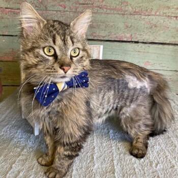 Kitty Cat -  Domestic Long Hair Cat for Adoption in Pittsburgh, Pennsylvania - Kitty Cat | PetCurious