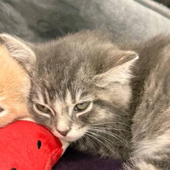 Domestic Medium Hair Cats Available for Adoption in Evansville, Indiana - Smudge | PetCurious