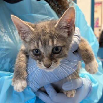 Camry -  Domestic Short Hair Cat for Adoption in Nashville, Tennessee - Camry | PetCurious