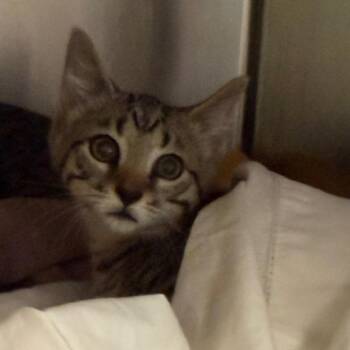 Moscowmew -  Domestic Short Hair Cat for Adoption in Charlottesville, Virginia - Moscowmew | PetCurious